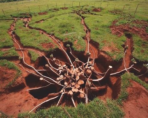 largest ant colony in the world